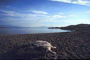 beached turtle